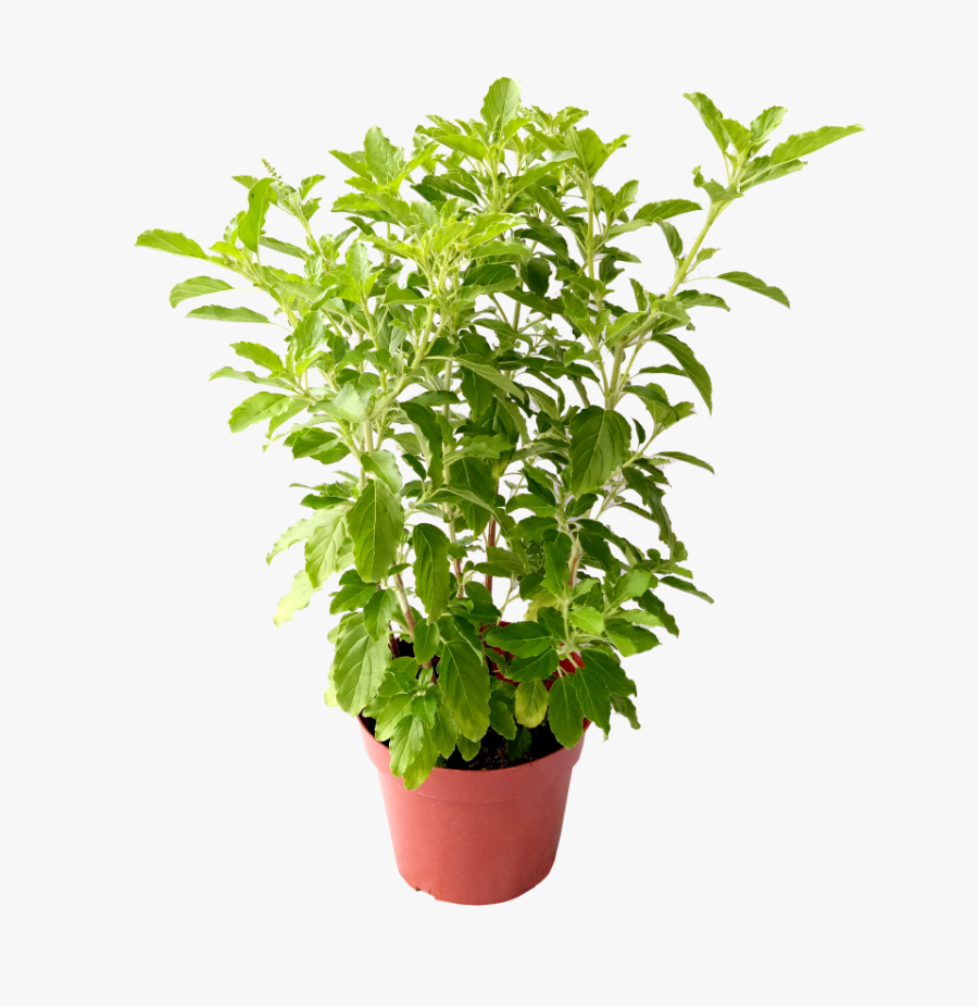 Tulsi plant Holy Basil Ocimum Tenuiflorum spiritualshoppers