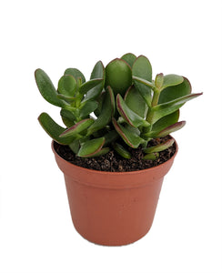 Crassula ovata (Dollar Plant, Jade Plant, Jade Tree, Money Tree)