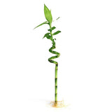 Lucky Bamboo Sticks - 5 Stick