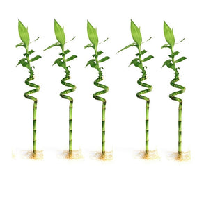 Lucky Bamboo Sticks - 5 Stick