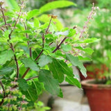 Tulsi plant/ Holy Basil/ Ocimum Tenuiflorum