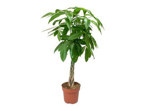 Pachira Money Tree