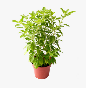 Tulsi plant Holy Basil Ocimum Tenuiflorum spiritualshoppers